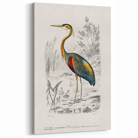 Romantic Art Prints: Purple Heron by Charles Dessalines d'Orbigny
