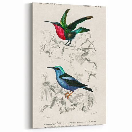 Romantic Art Prints: Vibrant Hummingbirds by Charles Dessalines d'Orbigny