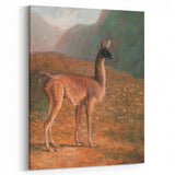 Romanticism Art: Guanaco by Agasse - Classic Wildlife Canvas Print