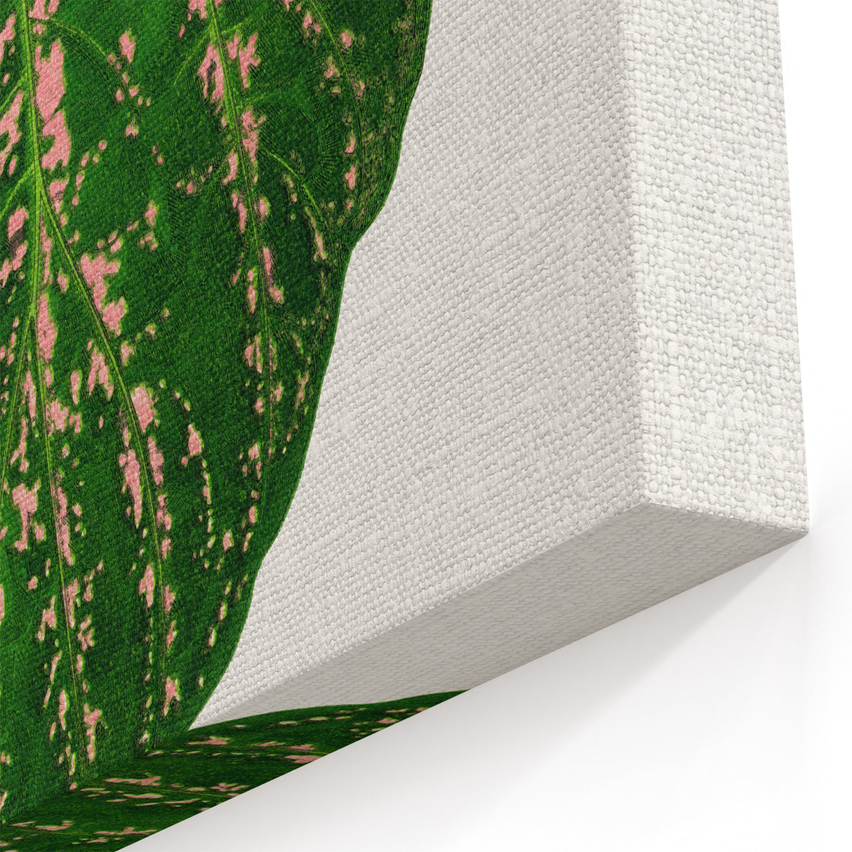 Romanticism Art: Cissus Porphyrophyllus Leaf - Botanical Canvas Print