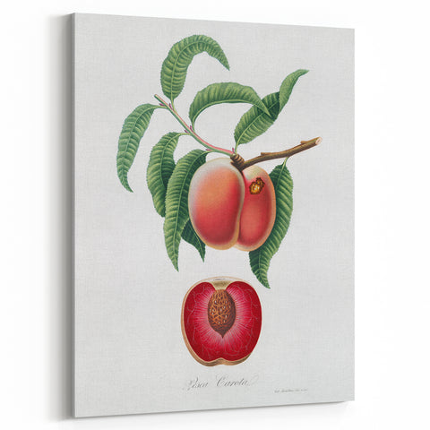 Romanticism Art: Carrot Peach by Gallesio - Botanical Canvas Print
