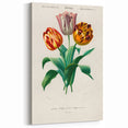 Romanticism Art: Didier's Tulip by D’Orbigny - Botanical Canvas Print