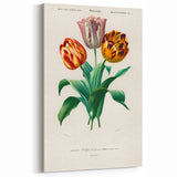 Romanticism Art: Didier's Tulip by D’Orbigny - Botanical Canvas Print