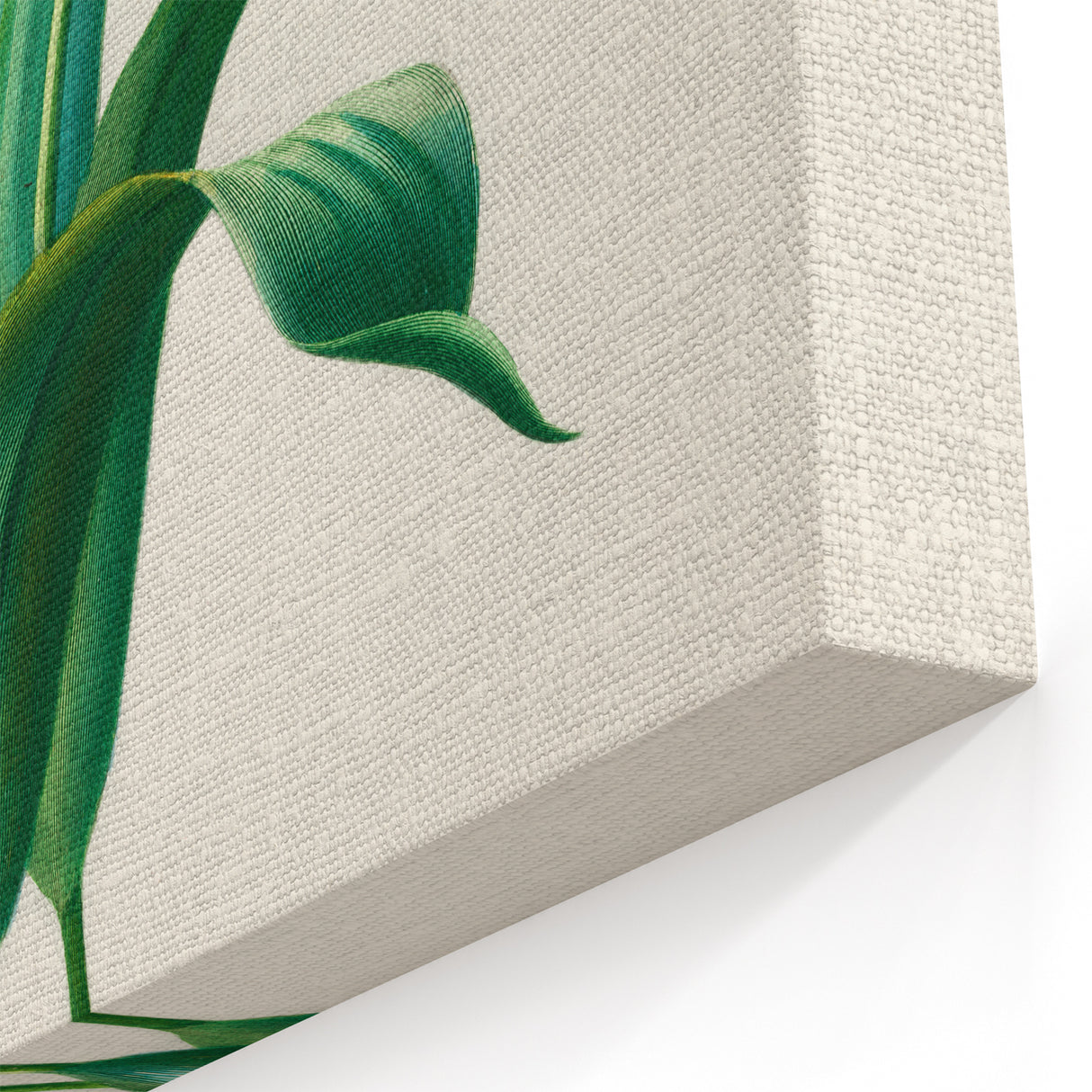 Romanticism Art: Didier's Tulip by D’Orbigny - Botanical Canvas Print