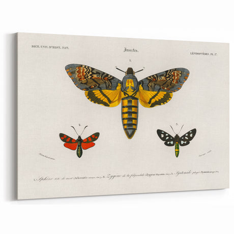 Romanticism Art: Moth Collection by D’Orbigny - Entomology Canvas Print