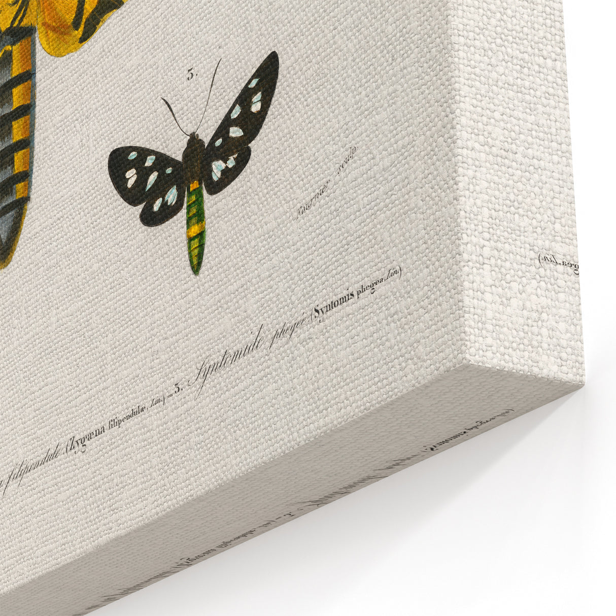 Romanticism Art: Moth Collection by D’Orbigny - Entomology Canvas Print