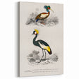 Romanticism Art: Ornithological Birds by D’Orbigny - Wildlife Canvas Print