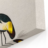 Romanticism Art: Ornithological Birds by D’Orbigny - Wildlife Canvas Print