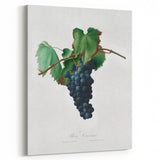 Romanticism Art: Grape Vine by Gallesio - Botanical Canvas Print