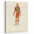 Romanticism Art: Human Anatomy by D’Orbigny - Scientific Canvas Print