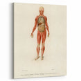 Romanticism Art: Human Anatomy by D’Orbigny - Scientific Canvas Print