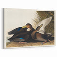 Romanticism Art: Dusky Duck by Audubon - Wildlife Canvas Print