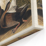 Romanticism Art: Dusky Duck by Audubon - Wildlife Canvas Print