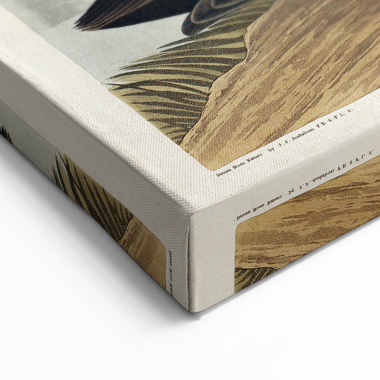 Romanticism Art: Dusky Duck by Audubon - Wildlife Canvas Print