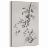 Elegant Black-and-White Botanical Art – Apple Tree Branch Sketch