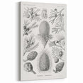 Modern Conifer Botanical Wall Art - Abstract Modern Art Prints
