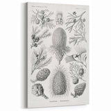 Modern Conifer Botanical Wall Art - Abstract Modern Art Prints