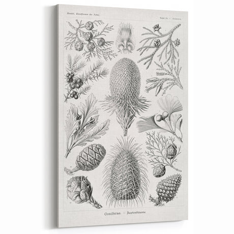 Modern Conifer Botanical Wall Art - Abstract Modern Art Prints