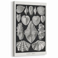 Ernst Haeckel’s Shell Illustrations - Elegant Black and White Wall Art