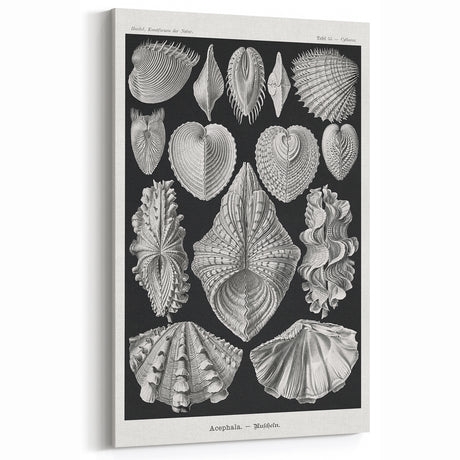 Ernst Haeckel’s Shell Illustrations - Elegant Black and White Wall Art