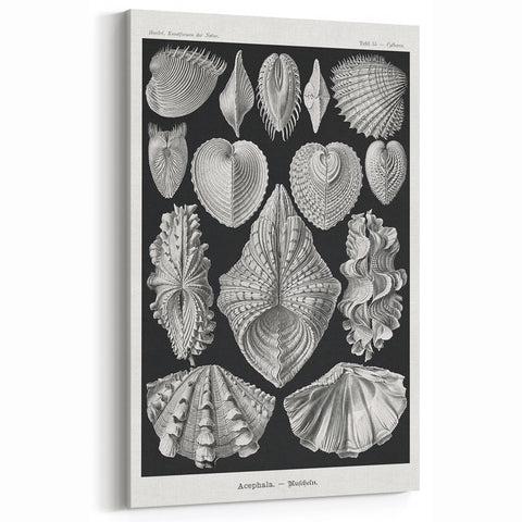 Ernst Haeckel’s Shell Illustrations - Elegant Black and White Wall Art