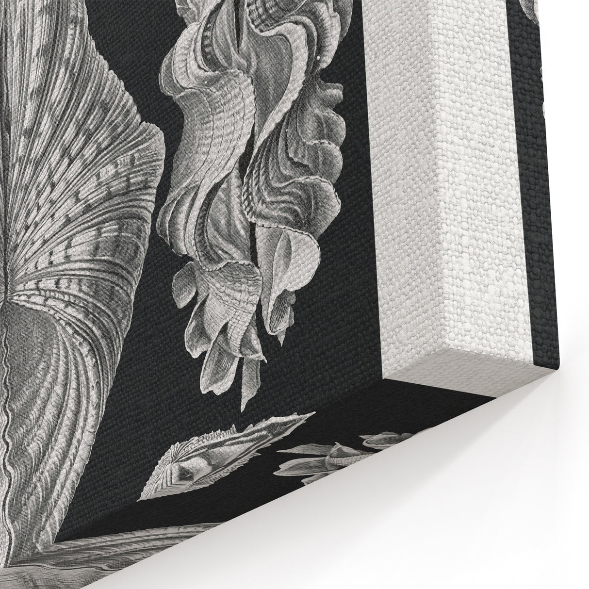 Ernst Haeckel’s Shell Illustrations - Elegant Black and White Wall Art