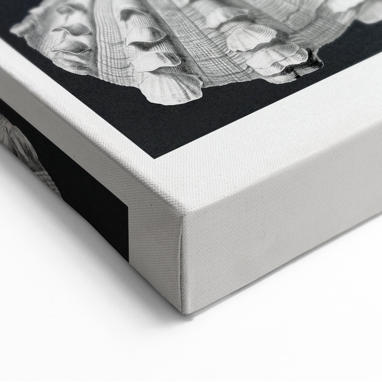Ernst Haeckel’s Shell Illustrations - Elegant Black and White Wall Art