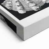 Ernst Haeckel’s Shell Illustrations - Elegant Black and White Wall Art