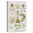 Ernst Haeckel’s Bryozoa - Elegant Nature Illustration Wall Art