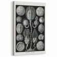 Modern Wall Art - Intricate Black and White Cystoidea Design