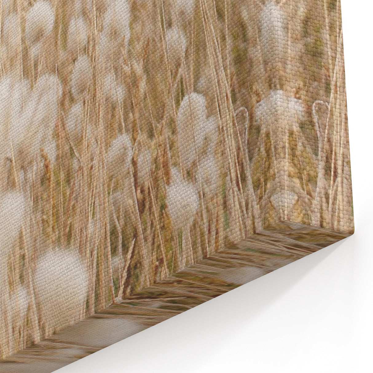 Whispering Cotton Grass - Nature-Inspired Summer Wall Art