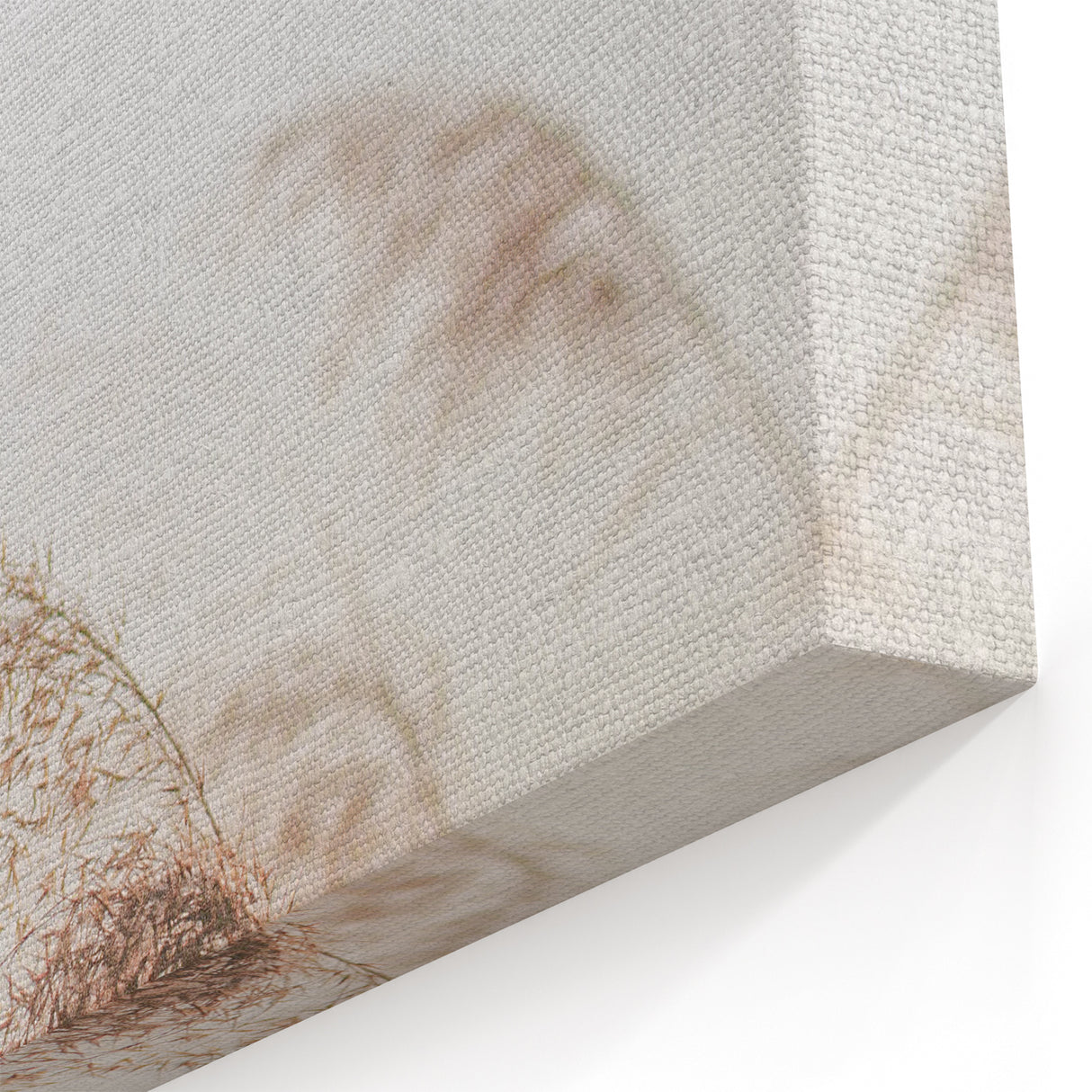 Floral Summer Art – Gentle Reed Grass in Soft Golden Light