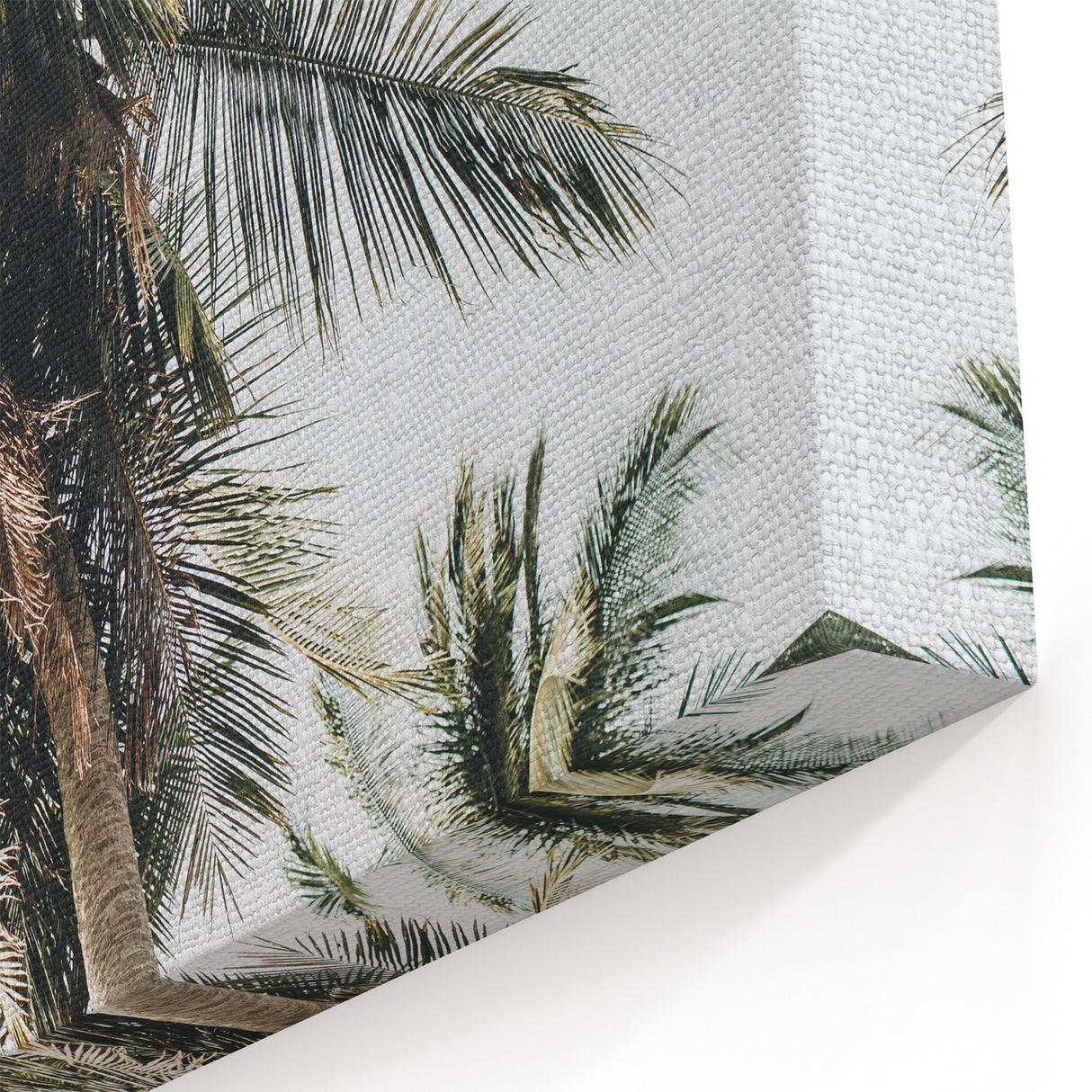 Tropical Wall Art - Palm Trees Against Clear Summer Sky