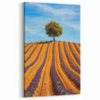 Golden Lavender Fields with Lone Tree – Scenic Fields Framed Art