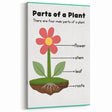 ABC Alphabet Canvas Art - Parts of a Plant Kids Learning Print