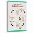 Kids Educational Wall Art - Life Cycle of a Butterfly Poster