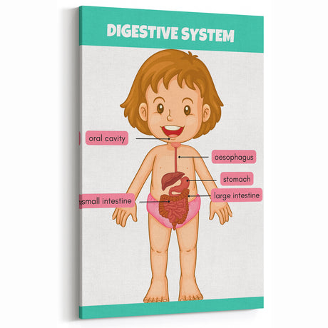 STEM Learning Wall Art - Digestive System Educational Chart
