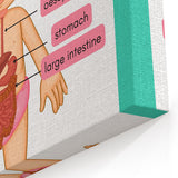 STEM Learning Wall Art - Digestive System Educational Chart