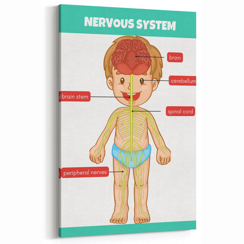 Classroom Educational Posters - Nervous System Learning Chart