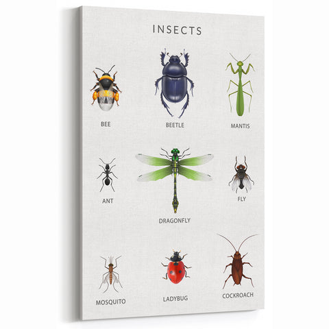 Insects Kids Educational Wall Art - Learning Poster for Classrooms