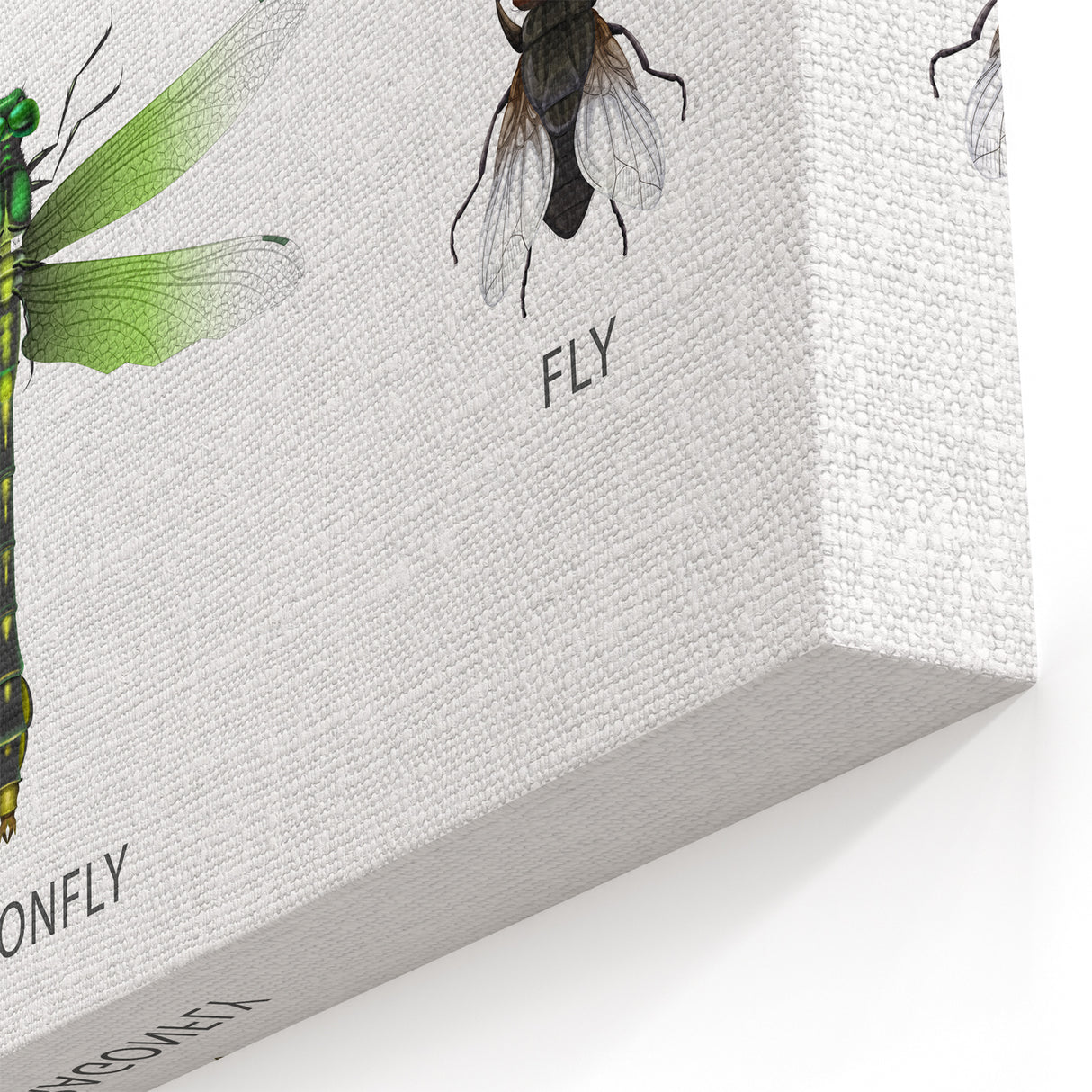 Insects Kids Educational Wall Art - Learning Poster for Classrooms
