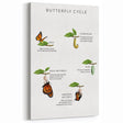Butterfly Life Cycle Kids Educational Wall Art - Learning Poster