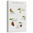 Butterfly Life Cycle Kids Educational Wall Art - Learning Poster