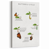 Butterfly Life Cycle Kids Educational Wall Art - Learning Poster