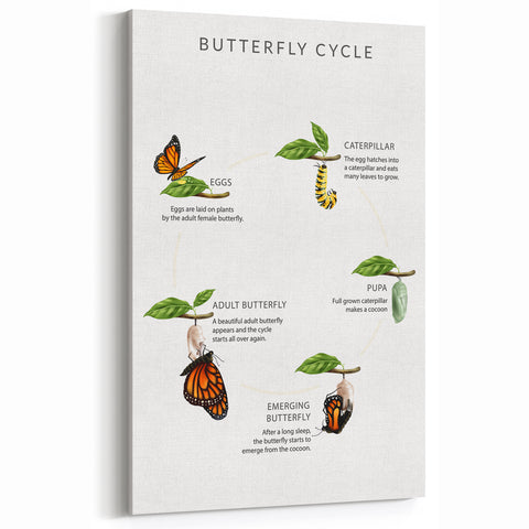 Butterfly Life Cycle Kids Educational Wall Art - Learning Poster