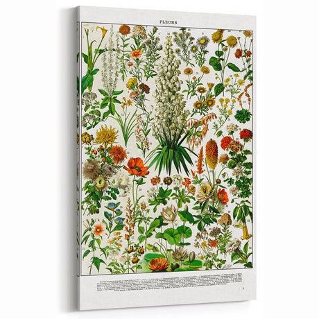 Vintage Floral Illustration - Nature Elements Wall Art Print
