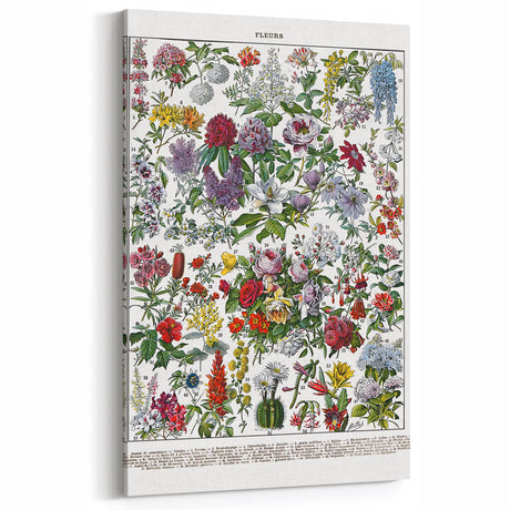 Vintage Floral Illustration - Nature Elements Wall Art Print