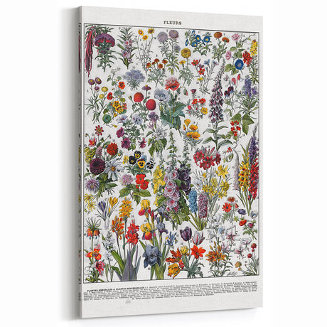 Vintage Floral Illustration - Nature Elements Wall Art Print