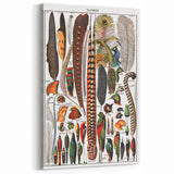 Vintage Bird Feathers Illustration - Nature Elements Wall Art Print