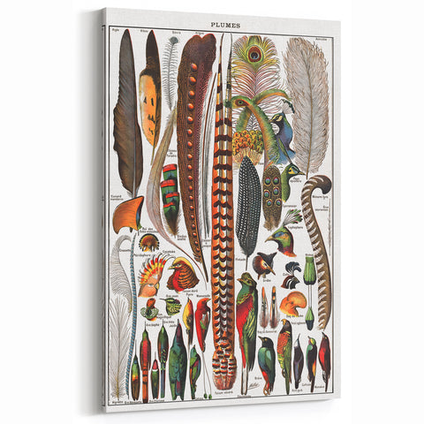 Vintage Bird Feathers Illustration - Nature Elements Wall Art Print